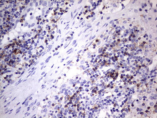 TET3 Antibody in Immunohistochemistry (Paraffin) (IHC (P))