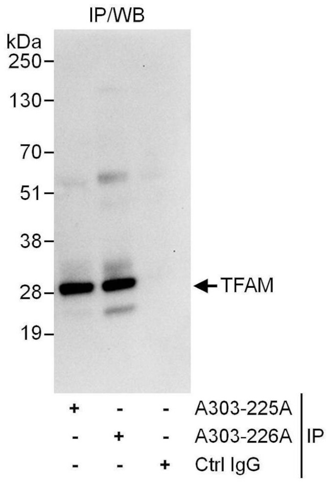 TFAM Polyclonal Antibody (A303225A)