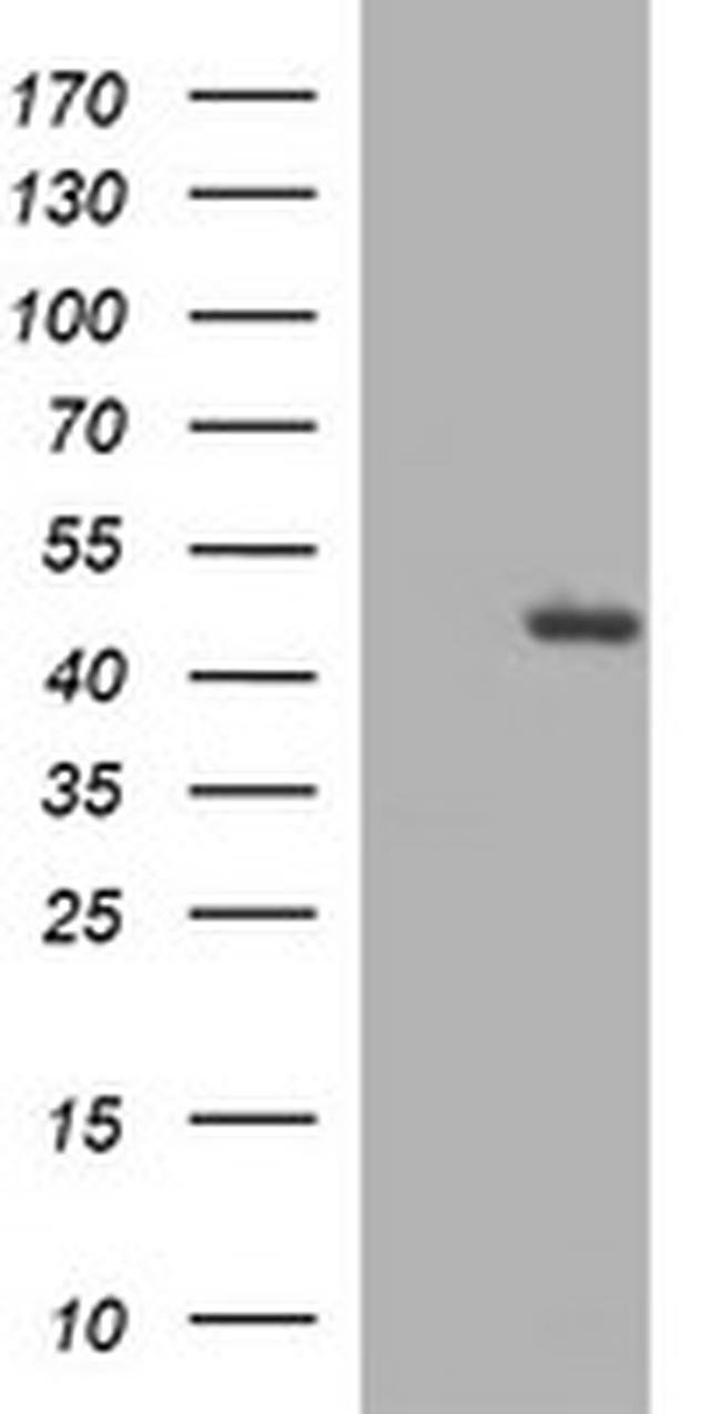 TGFB1 Antibody in Western Blot (WB)