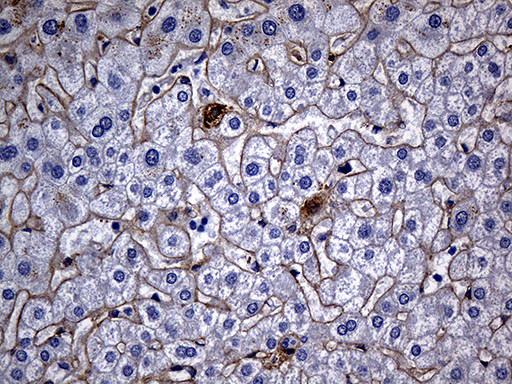 TGFBI Antibody in Immunohistochemistry (Paraffin) (IHC (P))