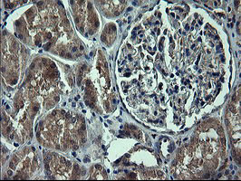 TH Antibody in Immunohistochemistry (Paraffin) (IHC (P))