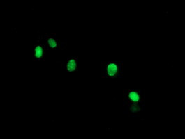 THAP6 Antibody in Immunocytochemistry (ICC/IF)