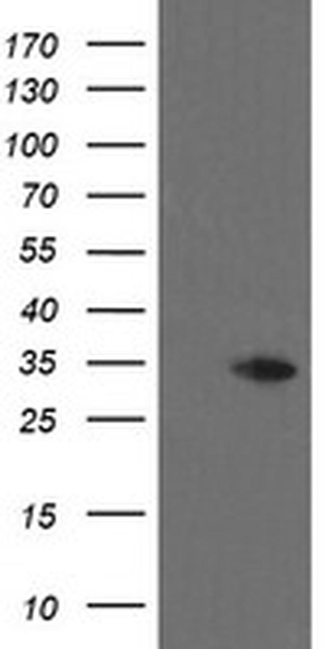 THAP6 Antibody in Western Blot (WB)