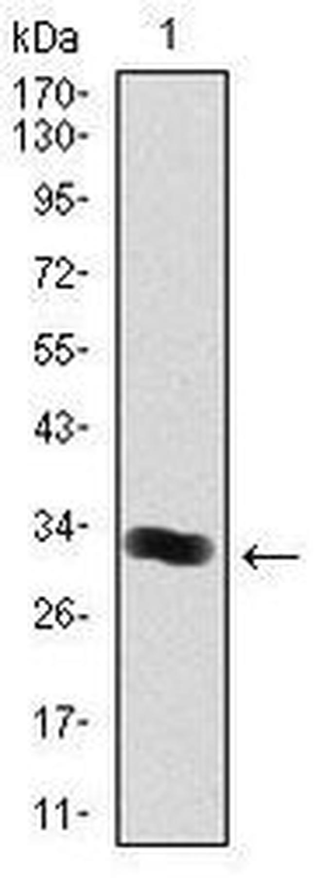 Thrombopoietin Antibody in Western Blot (WB)