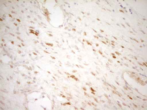 THRA Antibody in Immunohistochemistry (Paraffin) (IHC (P))