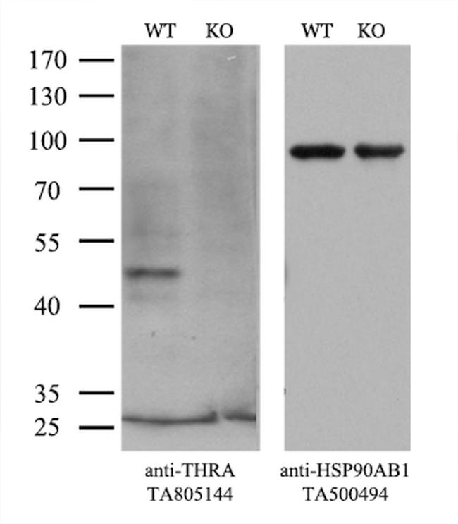 THRA Antibody in Western Blot (WB)