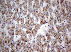 TIA1 Antibody in Immunohistochemistry (Paraffin) (IHC (P))