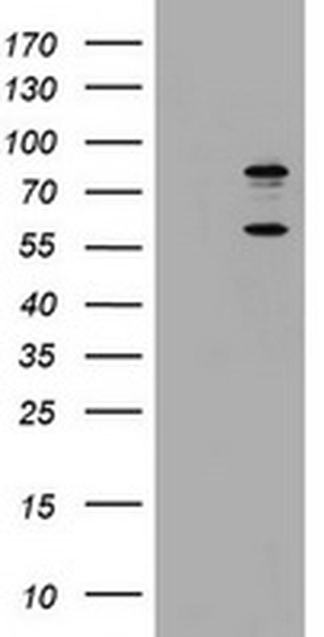 TICAM1 Antibody in Western Blot (WB)