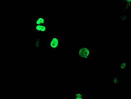 TLE1 Antibody in Immunocytochemistry (ICC/IF)