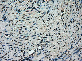 TMEM100 Antibody in Immunohistochemistry (Paraffin) (IHC (P))