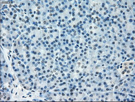 TMEM100 Antibody in Immunohistochemistry (Paraffin) (IHC (P))