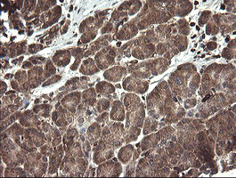 TMEM173 Antibody in Immunohistochemistry (Paraffin) (IHC (P))