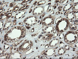 TMEM173 Antibody in Immunohistochemistry (Paraffin) (IHC (P))