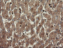 TMEM173 Antibody in Immunohistochemistry (Paraffin) (IHC (P))