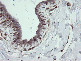 TMEM173 Antibody in Immunohistochemistry (Paraffin) (IHC (P))