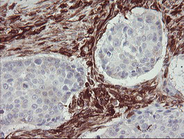 TMEM173 Antibody in Immunohistochemistry (Paraffin) (IHC (P))