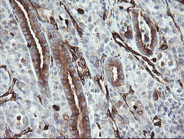 TMEM173 Antibody in Immunohistochemistry (Paraffin) (IHC (P))