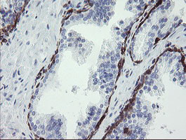 TMEM173 Antibody in Immunohistochemistry (Paraffin) (IHC (P))