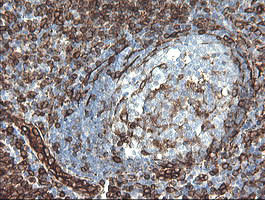 TMEM173 Antibody in Immunohistochemistry (Paraffin) (IHC (P))