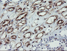 TMEM173 Antibody in Immunohistochemistry (Paraffin) (IHC (P))