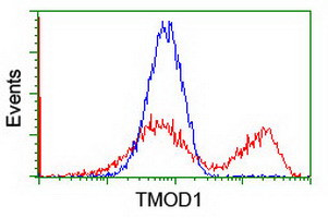 TMOD1 Antibody in Flow Cytometry (Flow)