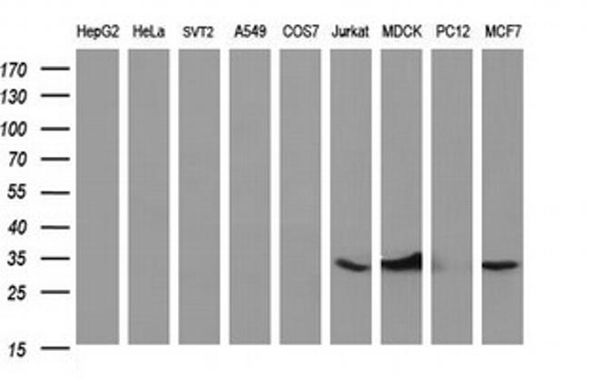 TMX1 Antibody in Western Blot (WB)