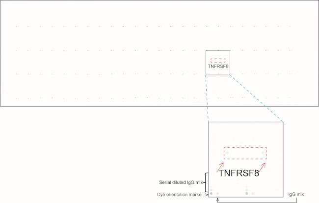 TNFRSF8 Antibody in Peptide array (ARRAY)