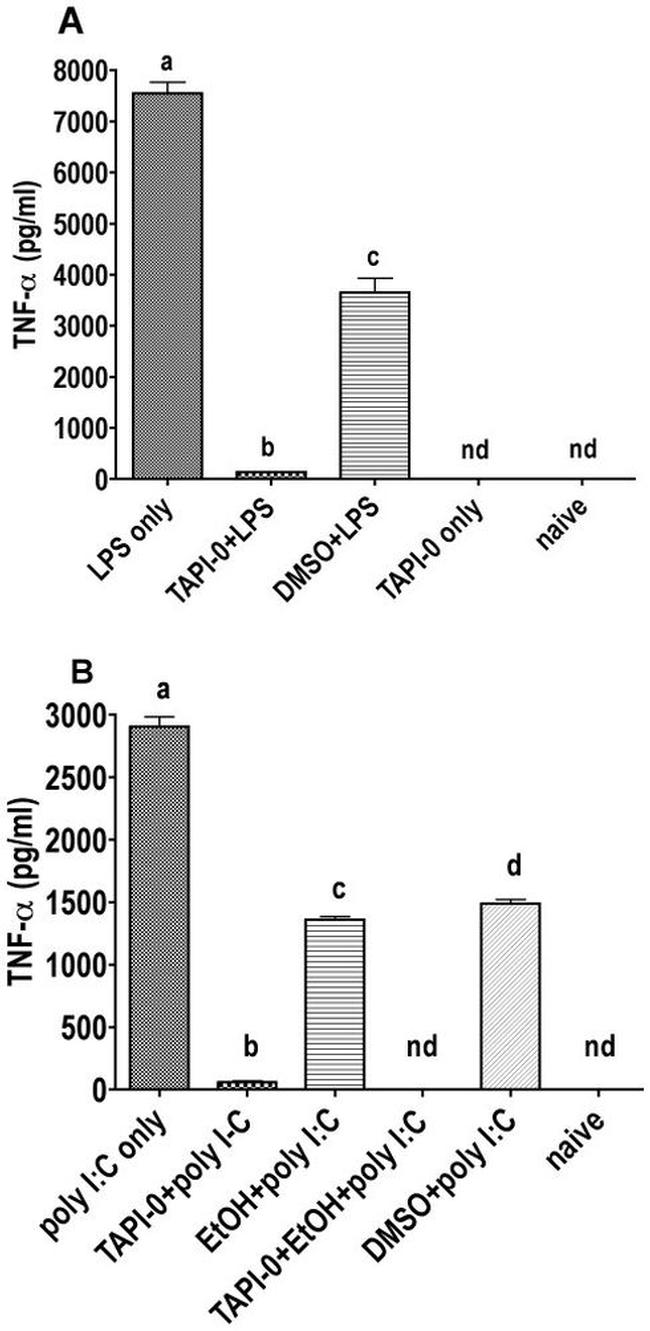 TNF alpha Antibody in ELISA (ELISA)