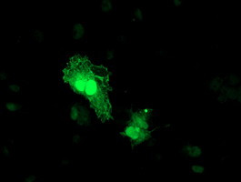 TOMM34 Antibody in Immunocytochemistry (ICC/IF)