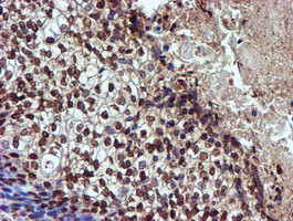 TOMM34 Antibody in Immunohistochemistry (Paraffin) (IHC (P))