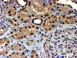 TOMM34 Antibody in Immunohistochemistry (Paraffin) (IHC (P))