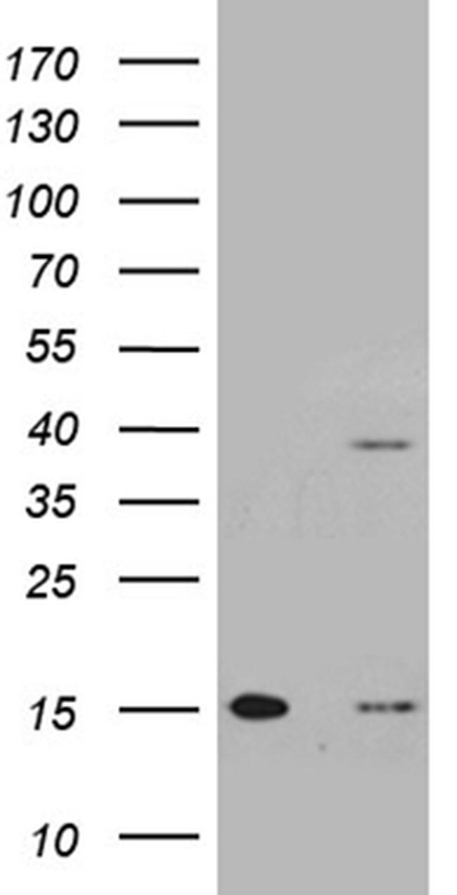 TOMM40L Antibody in Western Blot (WB)