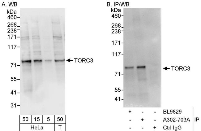 TORC3 Antibody in Western Blot (WB)