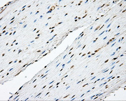 TPMT Antibody in Immunohistochemistry (Paraffin) (IHC (P))