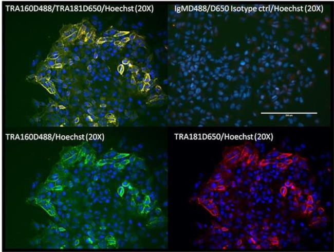 TRA-1-81 Antibody in Immunocytochemistry (ICC/IF)