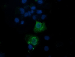 TRAPPC4 Antibody in Immunocytochemistry (ICC/IF)