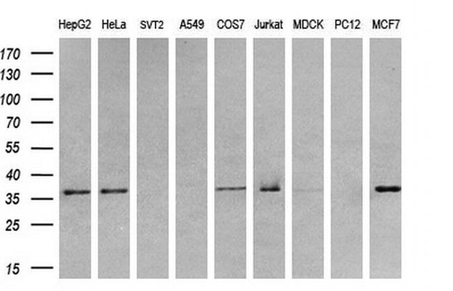 TRIB3 Antibody in Western Blot (WB)