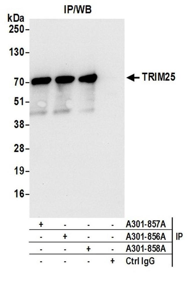 TRIM25 Antibody in Western Blot (WB)