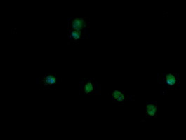 TRIM45 Antibody in Immunocytochemistry (ICC/IF)