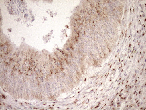 TRIM56 Antibody in Immunohistochemistry (Paraffin) (IHC (P))