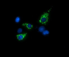 TRMU Antibody in Immunocytochemistry (ICC/IF)