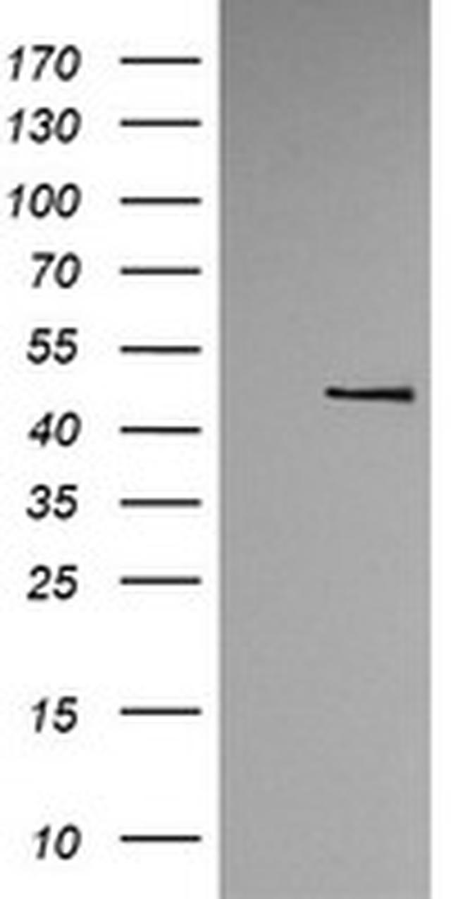 TRMU Antibody in Western Blot (WB)