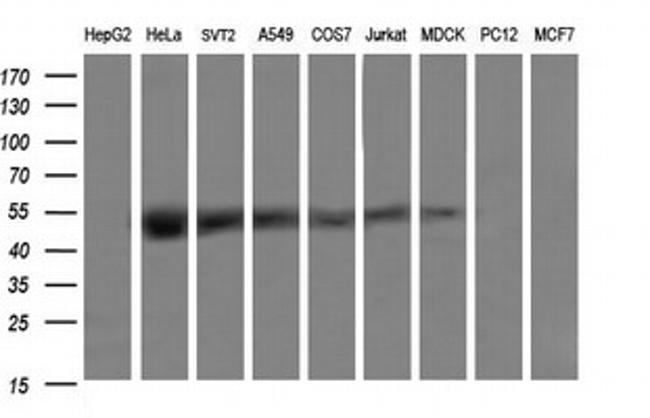 TRMU Antibody in Western Blot (WB)