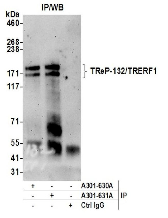 TReP-132/TRERF1 Antibody in Immunoprecipitation (IP)