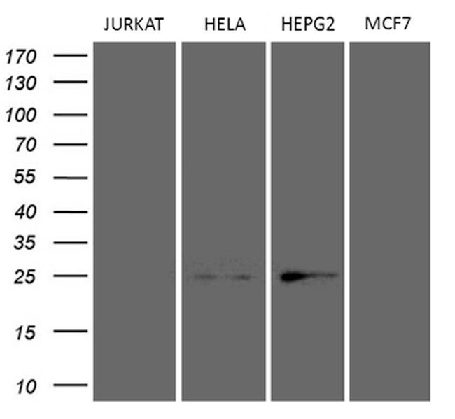 TSN Antibody in Western Blot (WB)