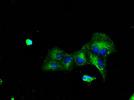 TTLL12 Antibody in Immunocytochemistry (ICC/IF)