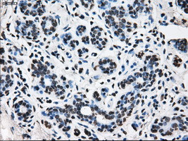 TTLL12 Antibody in Immunohistochemistry (Paraffin) (IHC (P))