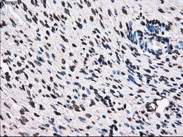 TTLL12 Antibody in Immunohistochemistry (Paraffin) (IHC (P))