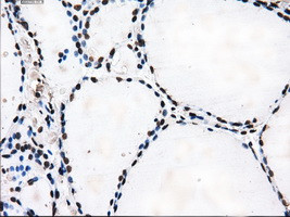 TTLL12 Antibody in Immunohistochemistry (Paraffin) (IHC (P))