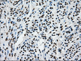 TTLL12 Antibody in Immunohistochemistry (Paraffin) (IHC (P))